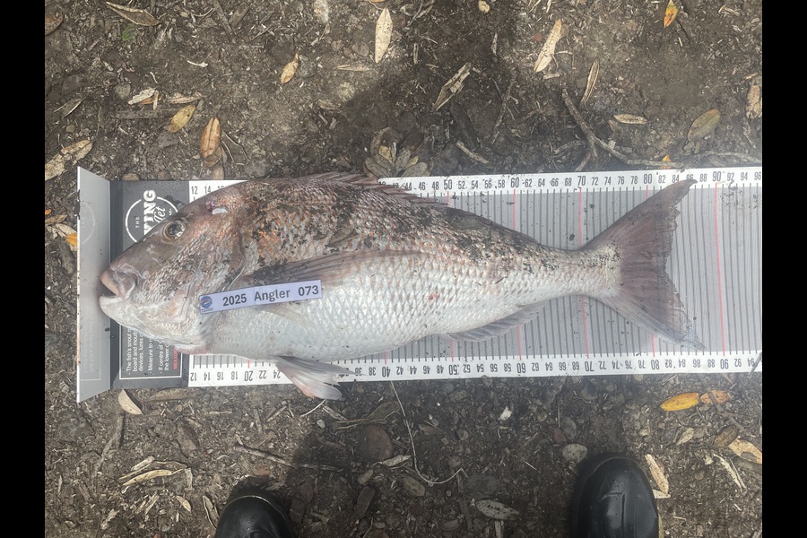 Graeme Duncan caught this 82.0cm Snapper at Bay of Plenty during The Export NZ Fishing Competition