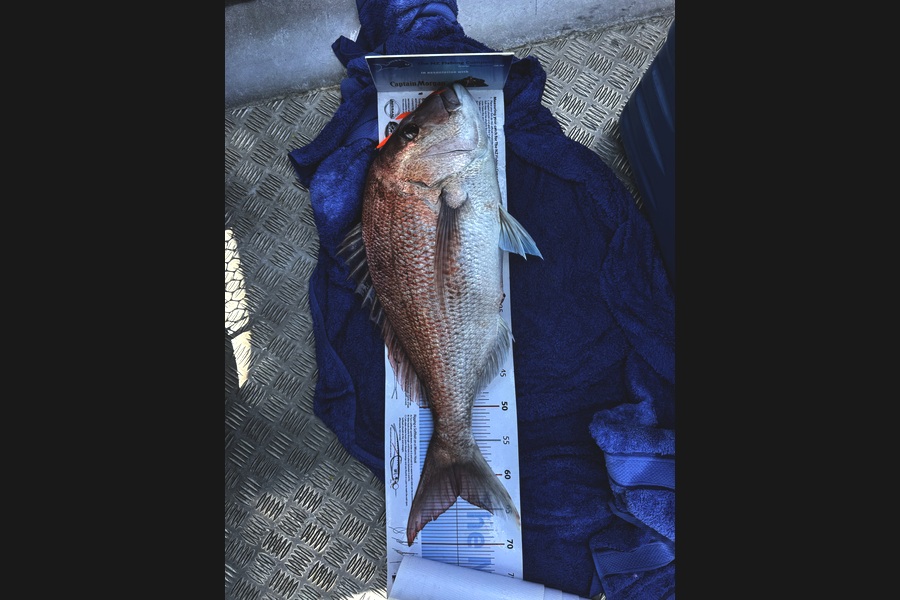 Matt Simcox caught this 63.0cm Snapper at Auckland during The Export NZ Fishing Competition