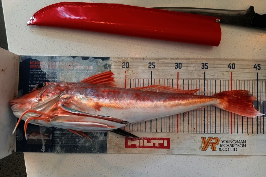 Laurence Knighton caught this 43.5cm Gurnard at Canterbury during The Export NZ Fishing Competition