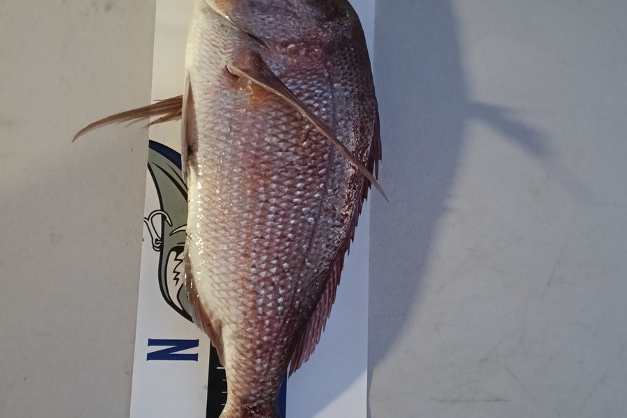 Steven Jameson caught this 51.0cm Snapper at Coromandel during The Export NZ Fishing Competition