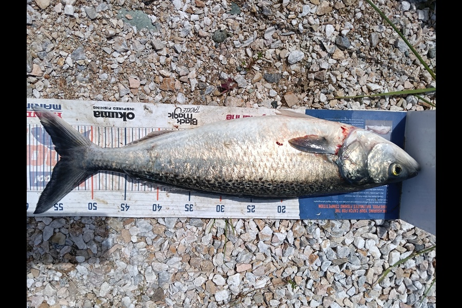 Addison Ray caught this 54.5cm Kahawai at Nelson/Marlborough during The Export NZ Fishing Competition