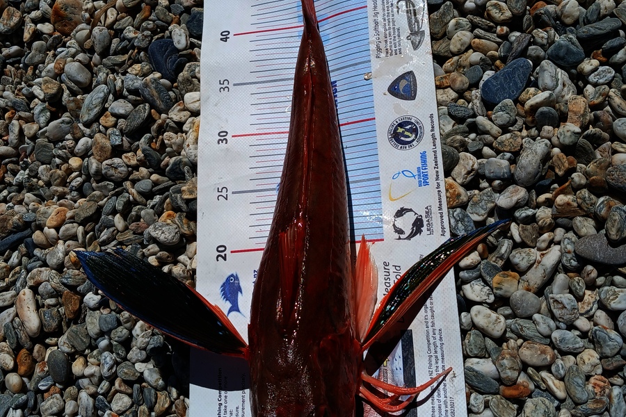 Nick Richards caught this 45.0cm Gurnard at West Coast during The Export NZ Fishing Competition