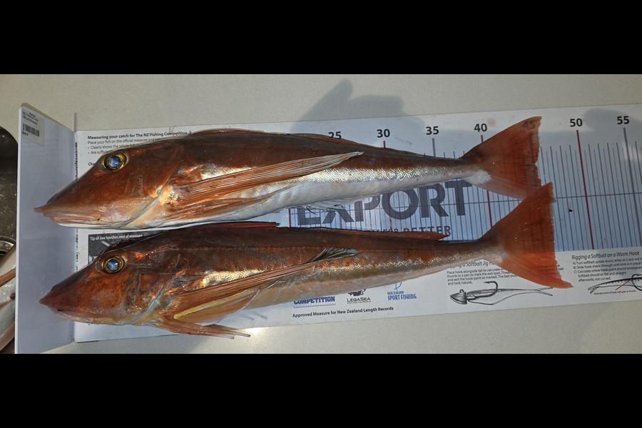 Andy Madill caught this 46.0cm Gurnard at West Coast during The Export NZ Fishing Competition