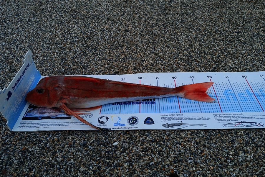 Nick Richards caught this 47.5cm Gurnard at West Coast during The Export NZ Fishing Competition