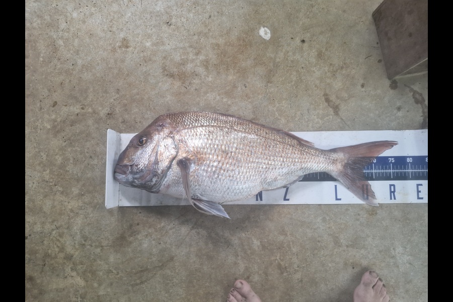 Craig Nelder caught this 67.0cm Snapper at Northland during The Export NZ Fishing Competition