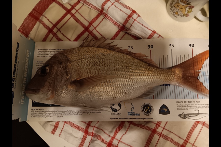 Simon Adamson caught this 40.5cm Snapper at Auckland during The Export NZ Fishing Competition