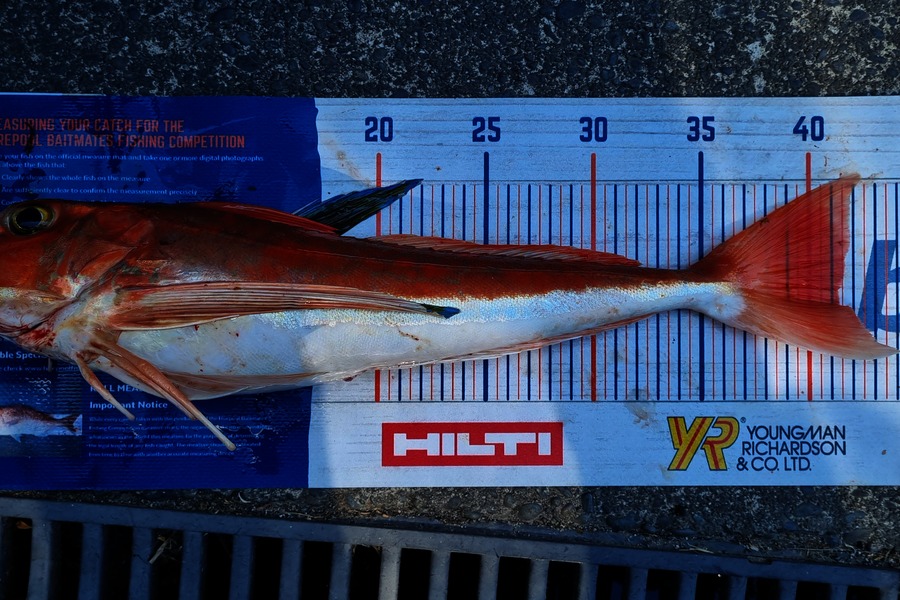 Ryan Trethewey caught this 41.5cm Gurnard at East Cape during The Export NZ Fishing Competition