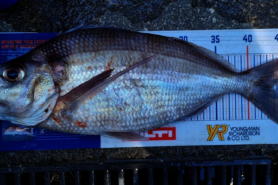 Ryan Trethewey caught this 44.0cm Tarakihi at East Cape during The Export NZ Fishing Competition